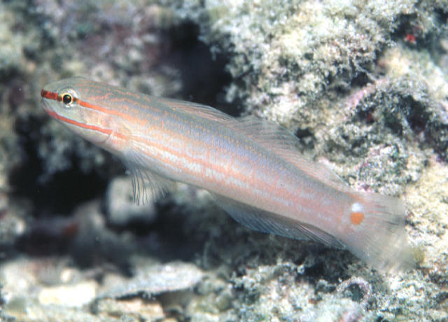 Amblygobius decussatus